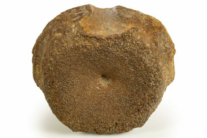 Jurassic Fossil Pliosaur (Stretosaurus) Vertebra - England #316876